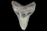 Serrated, Fossil Megalodon Tooth - North Carolina #91341-1